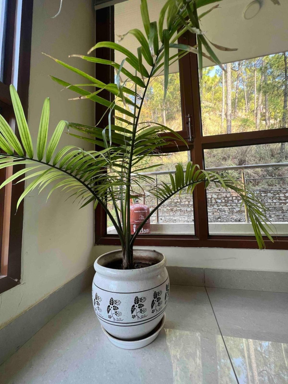 2Bhk Furnished Apartment/Near Kasauli/Barog/Luv Fun & Adventure Solan Exterior foto